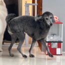 큰댕이네 이미지