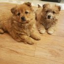 은동이네 이미지