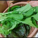 남일보리밥 이미지