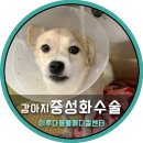 이루다 동물메디컬센터 이미지