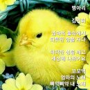 병아리 이미지