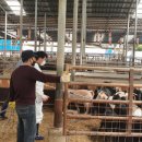 탄지축산 이미지