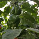 (주)햇살팜 이미지