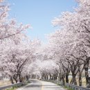 낙동강 벚꽃축제 푸드존 이미지