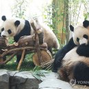 판다
