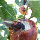 왕벌농장 이미지