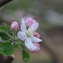 사과꽃향기 이미지