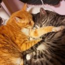 까치 노래연습장 이미지