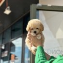 부산강아지분양 디몽 광안리본점 이미지