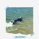 그여행울산 | [울산/여행] 울산 일산해수욕장 스노클링 후기｜물고기가 보이는 에메랄드빛 바다🐟