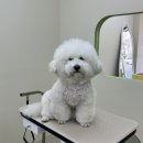 아워퍼피 이미지