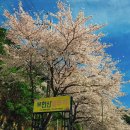 영천농장 | ​[영천 캠핑장 추천] 벚꽃 막차 타고 다녀온 별무리 캠핑장 후기