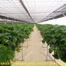 다온농장 이미지