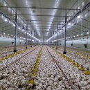 새만수농장 이미지