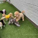 포근멍 애견 유치원 이미지