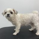 츄츄살롱 이미지