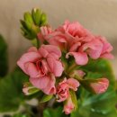 평화4(별자리) 이미지