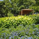 초안산근린공원 | 서울 수국 초안산 수국동산 근린공원 6월 가볼만한곳