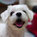 하남애견훈련소 이미지