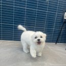 귀빈펫살롱 이미지