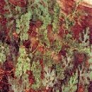 ㈜동방섬유 | 수박 주요 병(발생환경/증상/방제/농약) - 下편