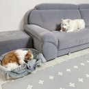 펫리셔스(petlicious) 이미지