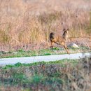 우두강둑길 이미지