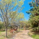 미추홀공원(다례원 옆) | 인천 송도여행 데이트 가볼만한곳 미추홀공원 (다례원) 대형견 애견동반여행