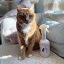 펫 포포즈 | 고양이모래탈취제 코튼 포포즈 집사 필수템!