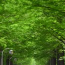 철길숲(학산동) 이미지