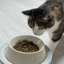 유한회사 배가유통 | 유한양행 레시피브이 로얄 고양이 라이트 핏 케어 – 살찌는 고양이의 체중관리 사료 후기