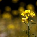 지천소공원 이미지