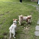 그루그루