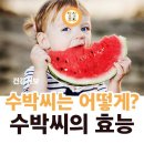 수박씨 이미지