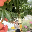 해바라기 애견 | 경주 핫플! 애견동반 가능한 해바라기 뷰 카페 ‘바실라’ 솔직 후기