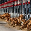 치부농장 이미지