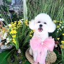 오늘THE이쁘개 이미지