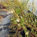 가온농장 이미지