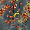 ,말의 세 황금문 이미지