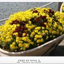 비올라의원 이미지