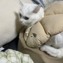 송림동물병원 이미지