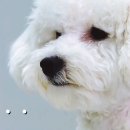 모****** Daum카페