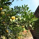 유자나무펜션 이미지