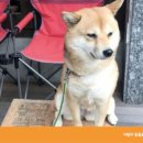 오늘도 댕댕 이미지