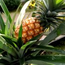 동백커피 이미지