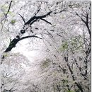 군산 은파호수공원의 벚꽃 이미지
