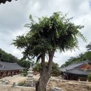 불암사 - 1086 | 불암사