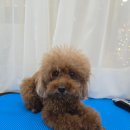 마이미미 반려견미용실 이미지