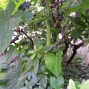 장수남자경로당 이미지