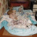 팔자좋은강아지 이미지